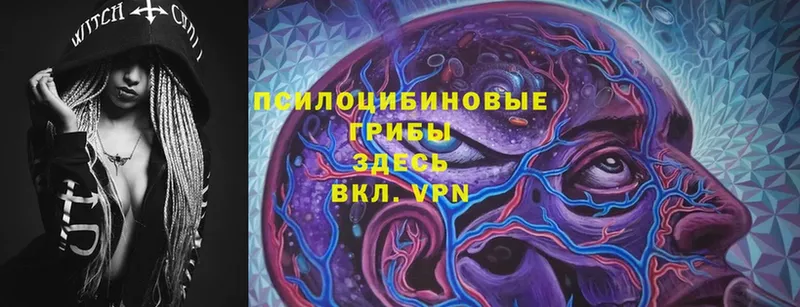 блэк спрут маркетплейс  купить закладку  Жердевка  Галлюциногенные грибы GOLDEN TEACHER 